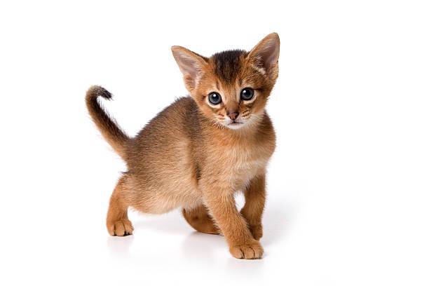 kitten