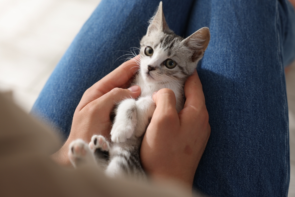 Kitten alt text